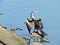 Australasian Darter drying its wings perched on rock