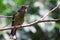 Australasian Figbird