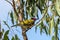 Australasian Figbird perched in a tree