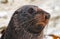 Australasian fur seal (Arctocephalus forsteri)