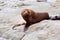 Australasian fur seal - facing camear