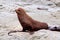 Australasian fur seal - profile