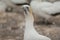 Australasian gannet.