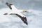 Australasian Gannet