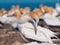 Australasian gannet