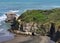 Australasian Gannet colony, Muriwai Beach, North Island, New Zealand