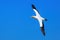 An Australasian gannet flying in a blue sky
