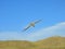 Australasian Gannet Flying at Cape Kidnappers