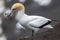 Australasian Gannet, Morus serrator