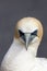 Australasian Gannet (Morus serrator)