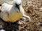 Australasian gannet Morus serrator, chicks and sub juveniles,