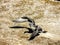 Australasian gannet Morus serrator, chicks and sub juveniles,