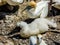 Australasian gannet Morus serrator hen and sub juvenile chick,