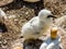 Australasian gannet Morus serrator hen and sub juvenile chick,