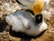 Australasian gannet Morus serrator hen and sub juvenile chick,