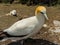 Australasian gannet Morus serrator, Murawai Beach, Auckland, N