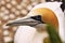 Australasian gannet, Morus serrator nest colony, Muriwai Beach, New Zealand