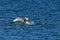 Australasian gannet (Morus serrator) New Zealand