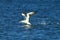 Australasian gannet (Morus serrator) New Zealand