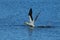 Australasian gannet (Morus serrator) New Zealand