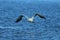 Australasian gannet (Morus serrator) New Zealand