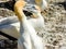 Australasian gannet Morus serrator pairs on the cliffs on Mura