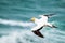 The Australasian Gannet , Muriwai Beach