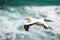 The Australasian Gannet , Muriwai Beach