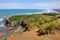 Australasian Gannet, Muriwai Beach, North Island, New Zealand