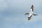 Australasian Gannet, Muriwai Beach, North Island, New Zealand