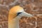 Australasian Gannet, Muriwai Beach, North Island, New Zealand