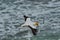 Australasian Gannet, Muriwai Beach, North Island, New Zealand