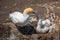 Australasian gannet nesting