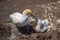 Australasian gannet nesting