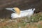 An Australasian gannet nesting on the ground