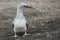 Australasian Gannet offspring