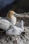 Australasian gannet ready to feed its chick on the nest, in the last light of the day in the Muriwai colony