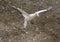 Australasian Gannet taking off