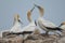 Australasian gannets.