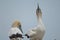 Australasian gannets.