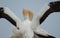 Australasian gannets.