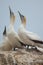 Australasian gannets.