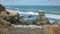 Australasian Gannets at the Muriwai Gannet Colony