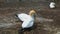 Australasian Gannets at the Muriwai Gannet Colony