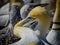 Australasian Gannets Preening Each Other