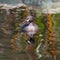 Australasian Grebe