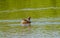 Australasian Grebe Tachybaptus Novaehollandiae