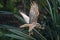 Australasian Harrier hunting