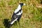 Australasian Magpie in Australia