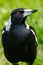 Australasian Magpie in Australia